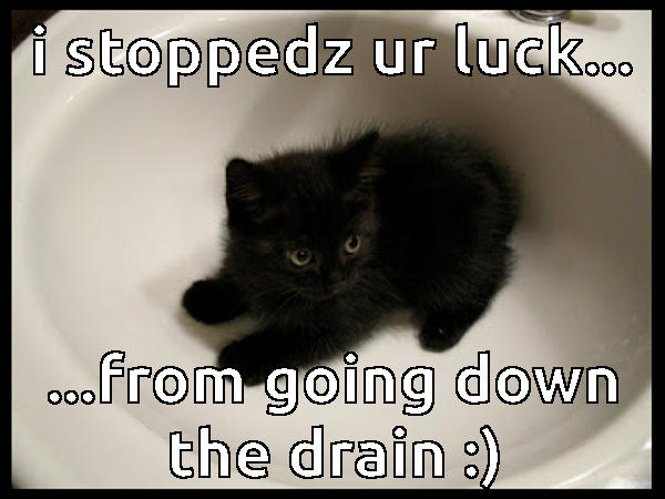 Cute Black Kitten Memes
