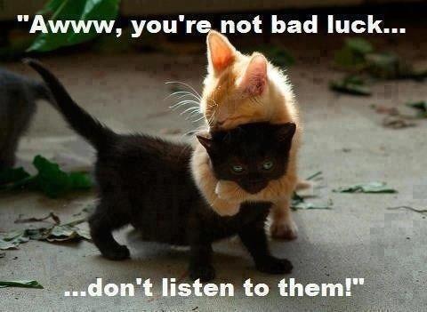 Cute Black Kitten Memes