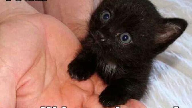Cute Black Kitten Memes