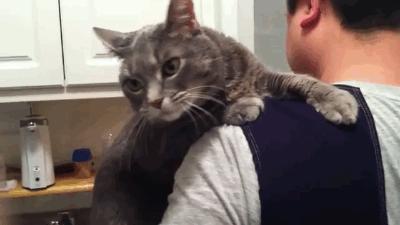 10 Reasons Why Cats Simply Don't Give a Fu**