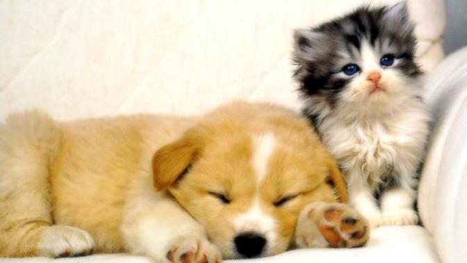6 Things Humans Do To Their Pets They Wouldn't Do To Themselves