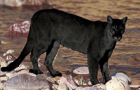 Post-Halloween Take: 20 of the Most Famous American Cryptids