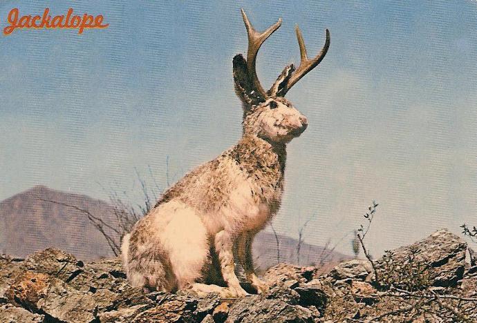 Post-Halloween Take: 20 of the Most Famous American Cryptids