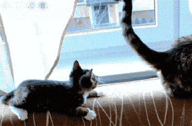 7 Things Girls and Cats Have In Common