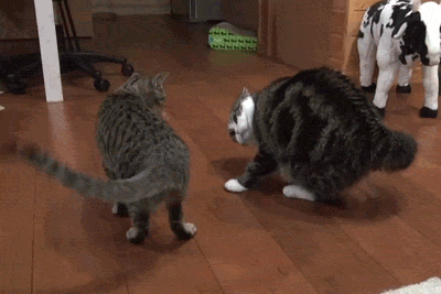 7 Things Girls and Cats Have In Common