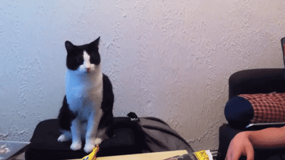 7 Things Girls and Cats Have In Common