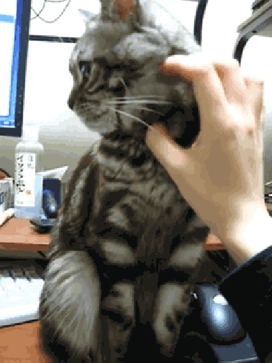 7 Things Girls and Cats Have In Common