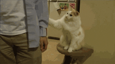 7 Things Girls and Cats Have In Common