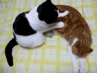 7 Things Girls and Cats Have In Common