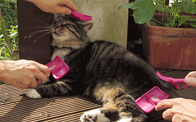 7 Things Girls and Cats Have In Common