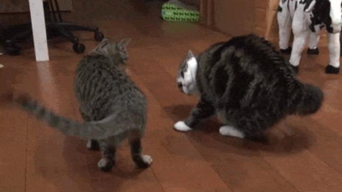 7 Things Girls and Cats Have In Common