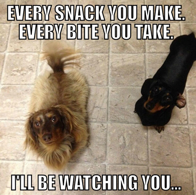My 15 Favorite Funny Dog Memes