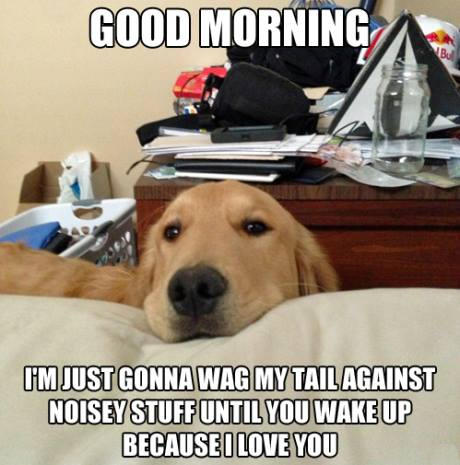 My 15 Favorite Funny Dog Memes