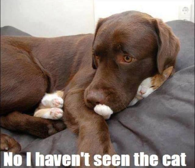 My 15 Favorite Funny Dog Memes
