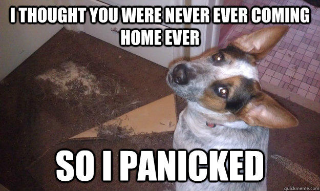 My 15 Favorite Funny Dog Memes