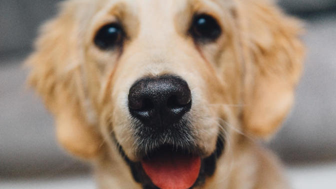 My 15 Favorite Funny Dog Memes