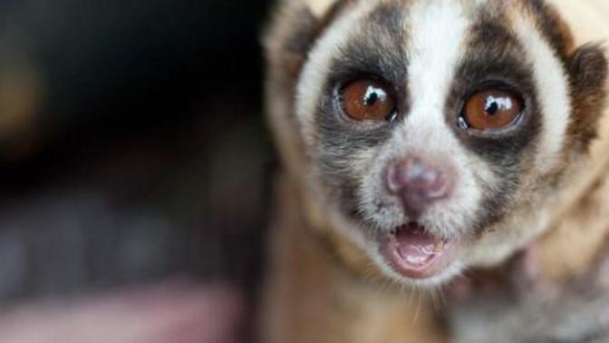 5 Adorable Exotic Animals
