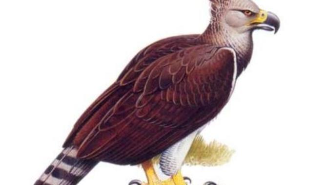 Mysterious Creatures From Down Under: 20 Cryptids from Australia, New Guinea, New Zealand and Antarctica