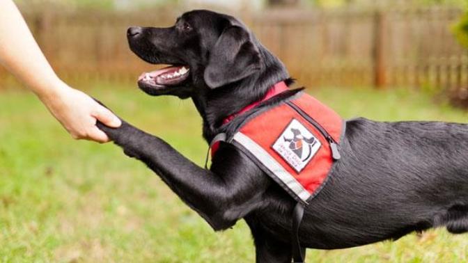 Things Never to Say/Do to Someone with a Wheelchair/Service Dog