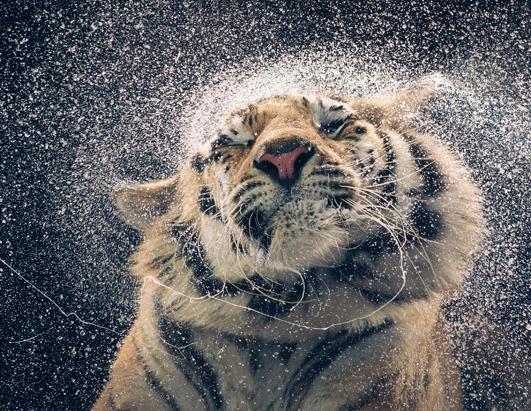 20 Breathtaking Examples of Animal Photography