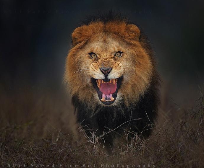 20 Breathtaking Examples of Animal Photography