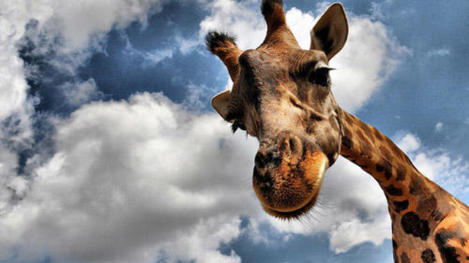 20 Breathtaking Examples of Animal Photography