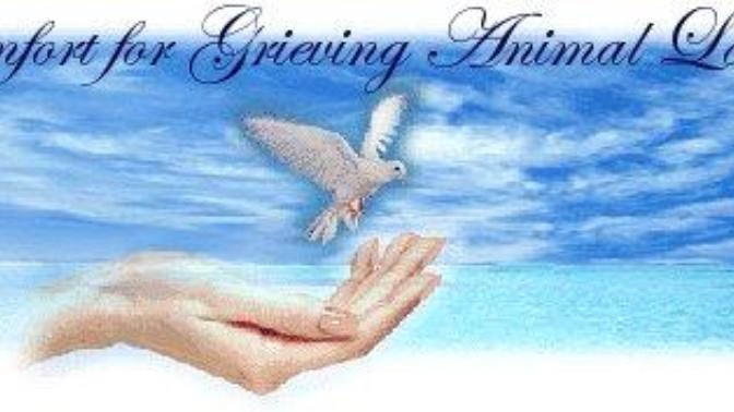 Comfort And Healing For Grieving Animal Lovers