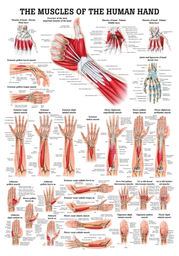 Favorite Hand and Forearm Workouts