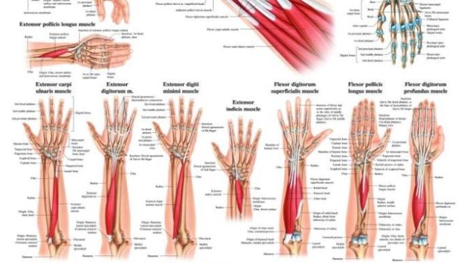 Favorite Hand and Forearm Workouts