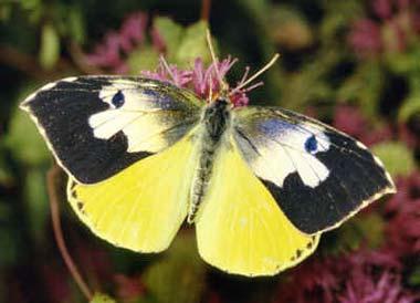 State butterflies: America, the beautiful (Part 1)