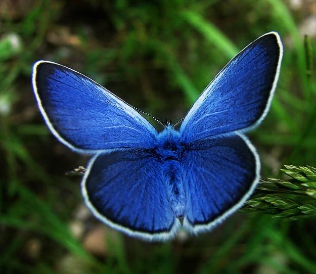 State butterflies: America, the beautiful (Part 1)