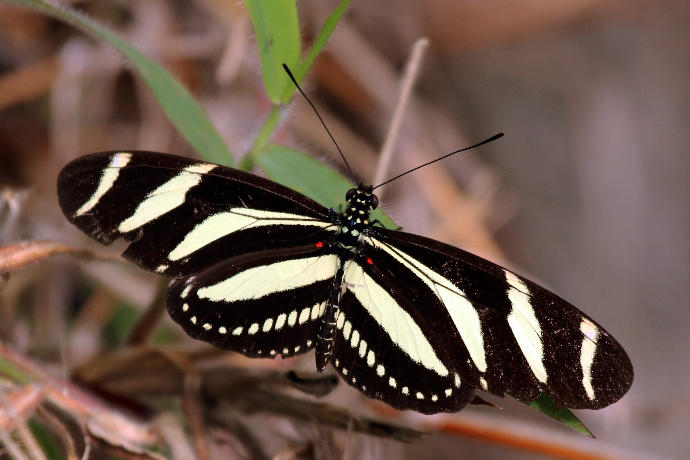 State butterflies: America, the beautiful (Part 1)