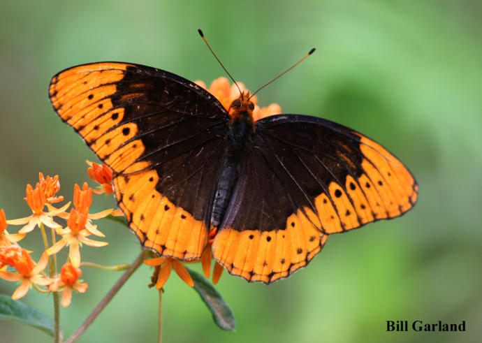 State butterflies: America, the beautiful (Part 1)