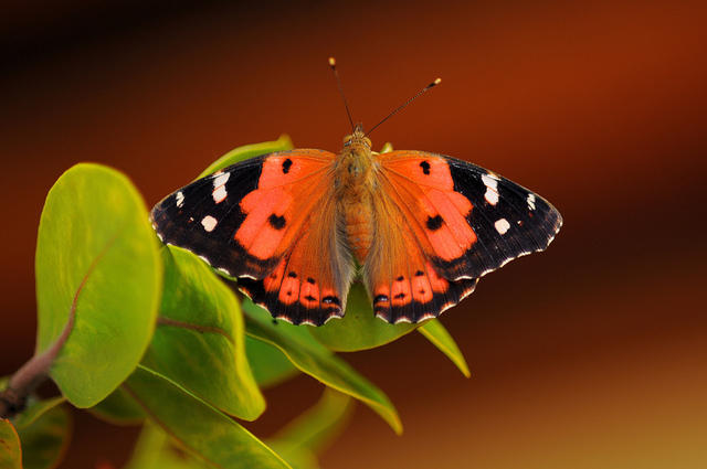 State butterflies: America, the beautiful (Part 1)