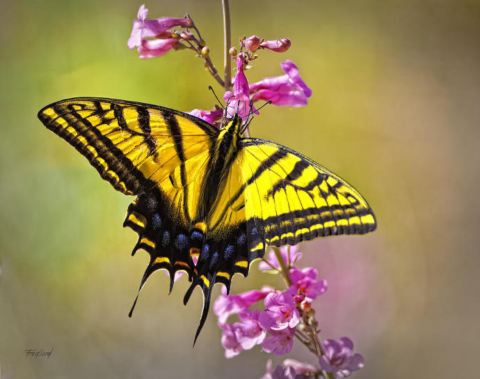 State butterflies: America, the beautiful (Part 1)