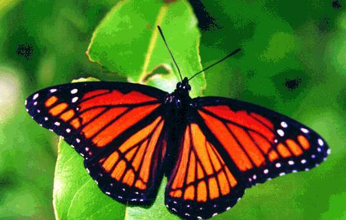 State butterflies: America, the beautiful (Part 1)