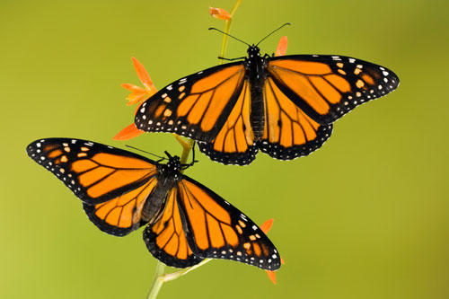 State butterflies: America, the beautiful (Part 1)