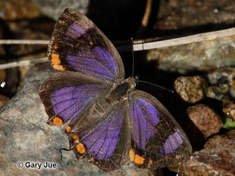 State butterflies: America, the beautiful (Part 1)