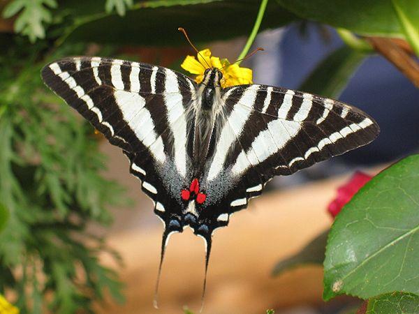 State Butterflies: America, still beautiful (Part 2)