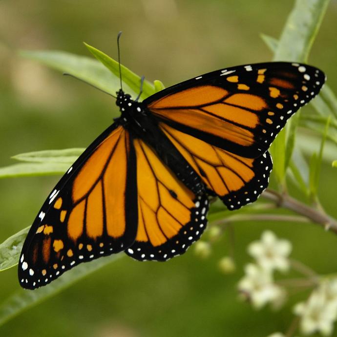 State Butterflies: America, still beautiful (Part 2)