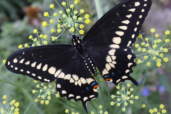 State Butterflies: America, still beautiful (Part 2)