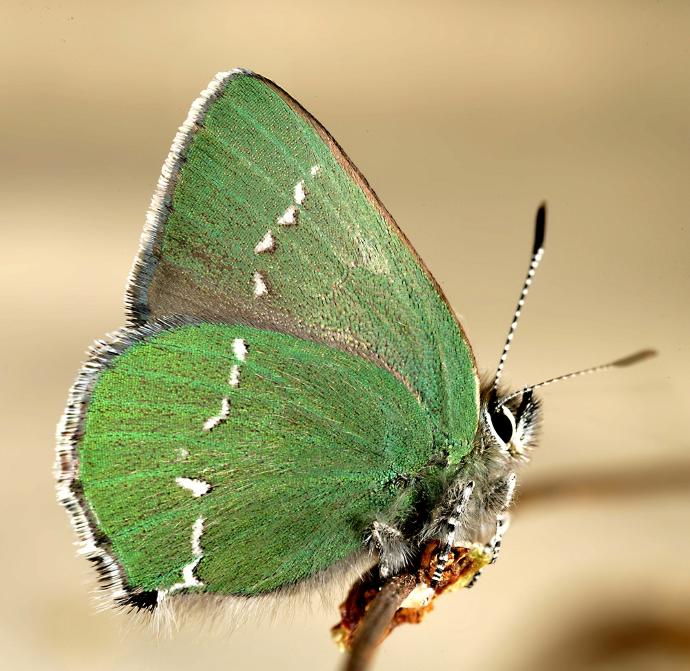 State Butterflies: America, still beautiful (Part 2)