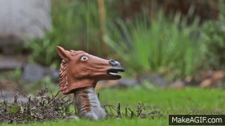 The Ultimate Gift-Giving Guide for Pets! 🐶🐱🎄