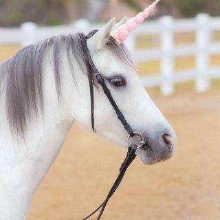 The Ultimate Gift-Giving Guide for Pets! 🐶🐱🎄