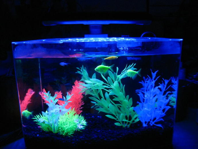 The Ultimate Gift-Giving Guide for Pets! 🐶🐱🎄