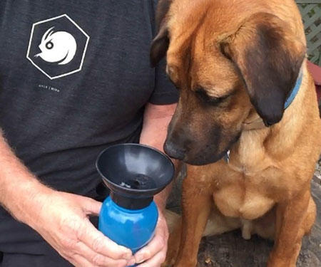 The Ultimate Gift-Giving Guide for Pets! 🐶🐱🎄