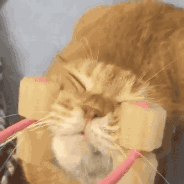 The Ultimate Gift-Giving Guide for Pets! 🐶🐱🎄