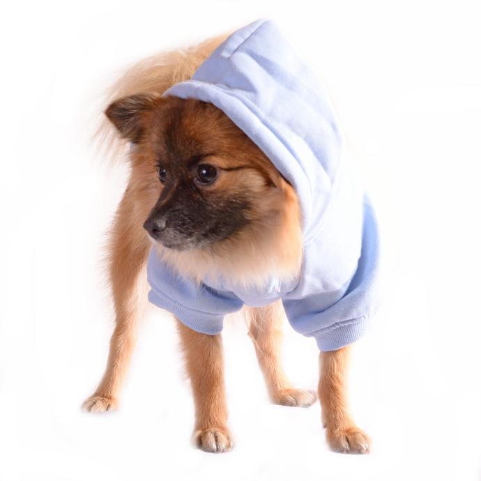 The Ultimate Gift-Giving Guide for Pets! 🐶🐱🎄