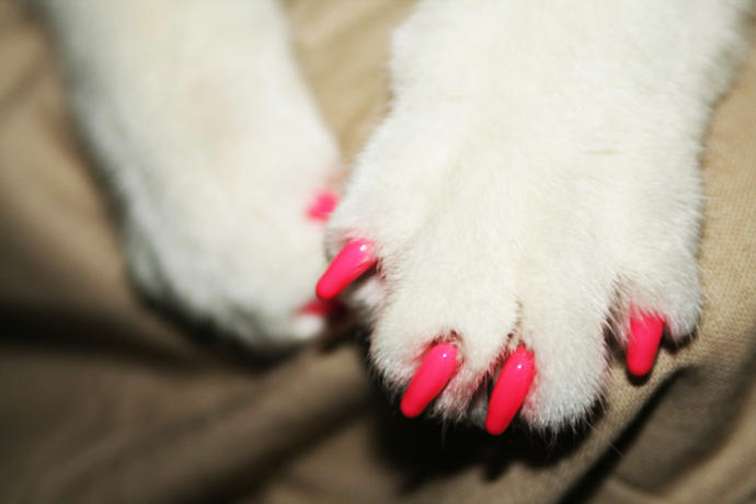 The Ultimate Gift-Giving Guide for Pets! 🐶🐱🎄