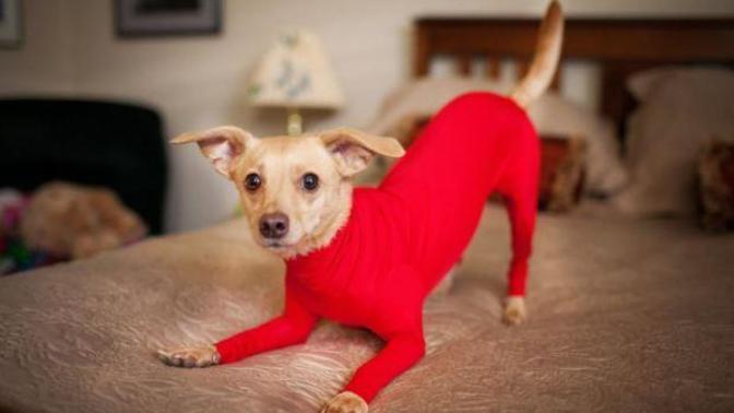 The Ultimate Gift-Giving Guide for Pets! 🐶🐱🎄